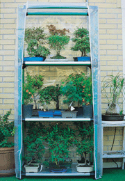Serra Bonsai